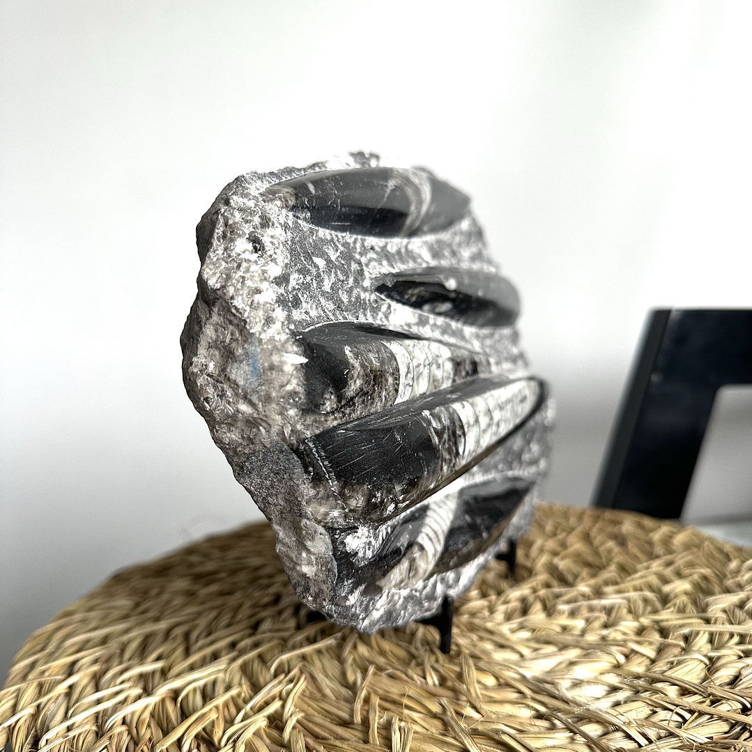 Placa de Fósiles de Orthocera #5 2