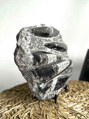 Placa de Fósiles de Orthocera #5