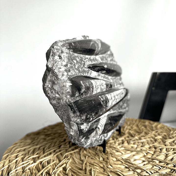 Placa de Fósiles de Orthocera #5 2