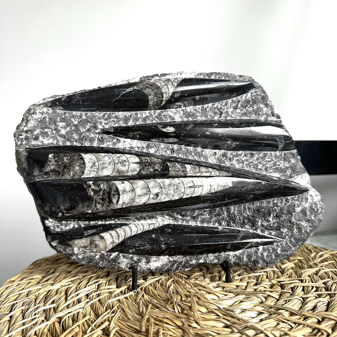 Placa de Fósiles de Orthocera #5 1