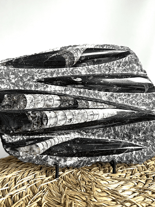 Placa de Fósiles de Orthocera #5