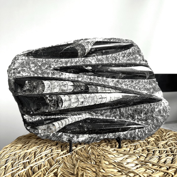 Placa de Fósiles de Orthocera #5 1