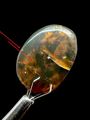 Ámbar con insecto #31