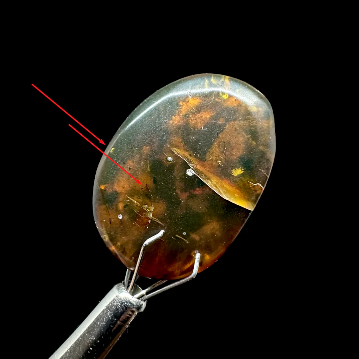 Ámbar con insecto #31 1