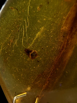 Ámbar con insecto #32