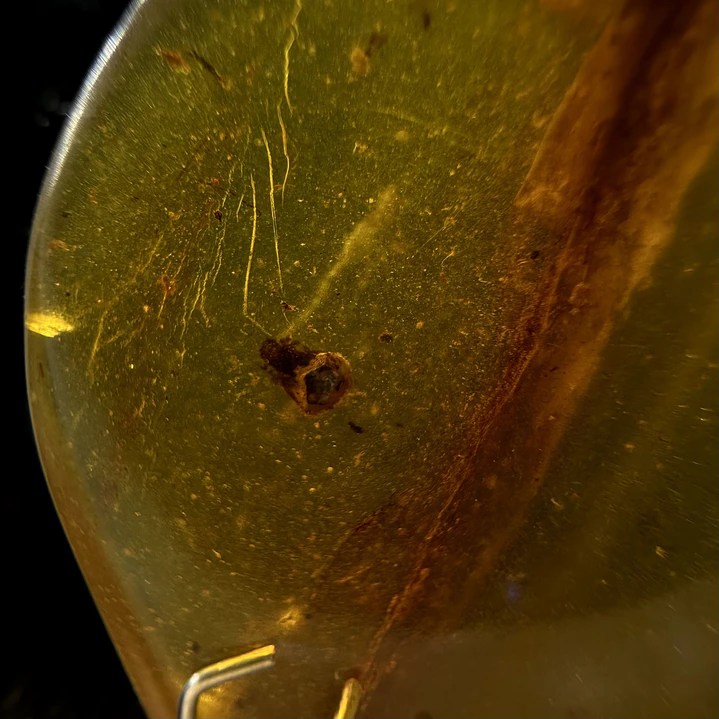 Ámbar con insecto #32 2
