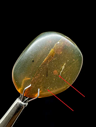 Ámbar con insecto #32