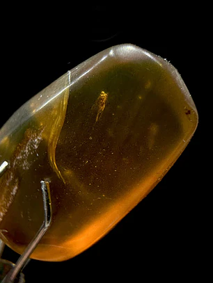 Ámbar con insecto #33