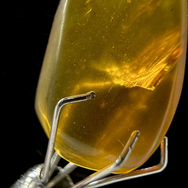 Ámbar con insecto #33 4