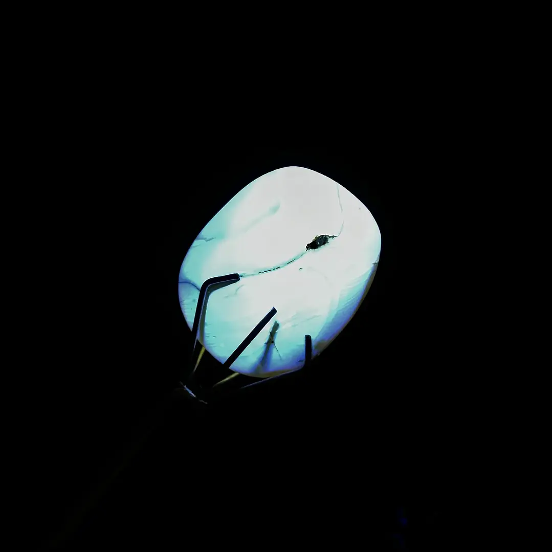 Ámbar con insecto #34 3