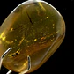 Ámbar con insecto #34 - Miniatura 7