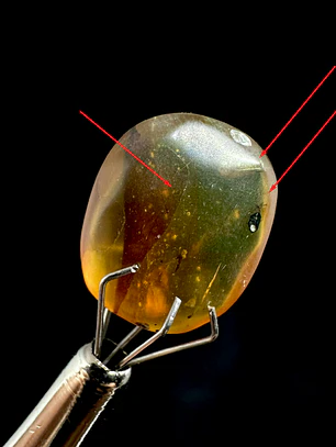 Ámbar con insecto #34