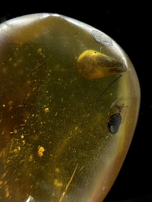 Ámbar con insecto #34