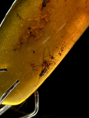 Ámbar con insecto #35