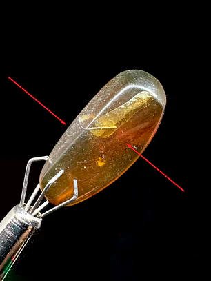 Ámbar con insecto #35