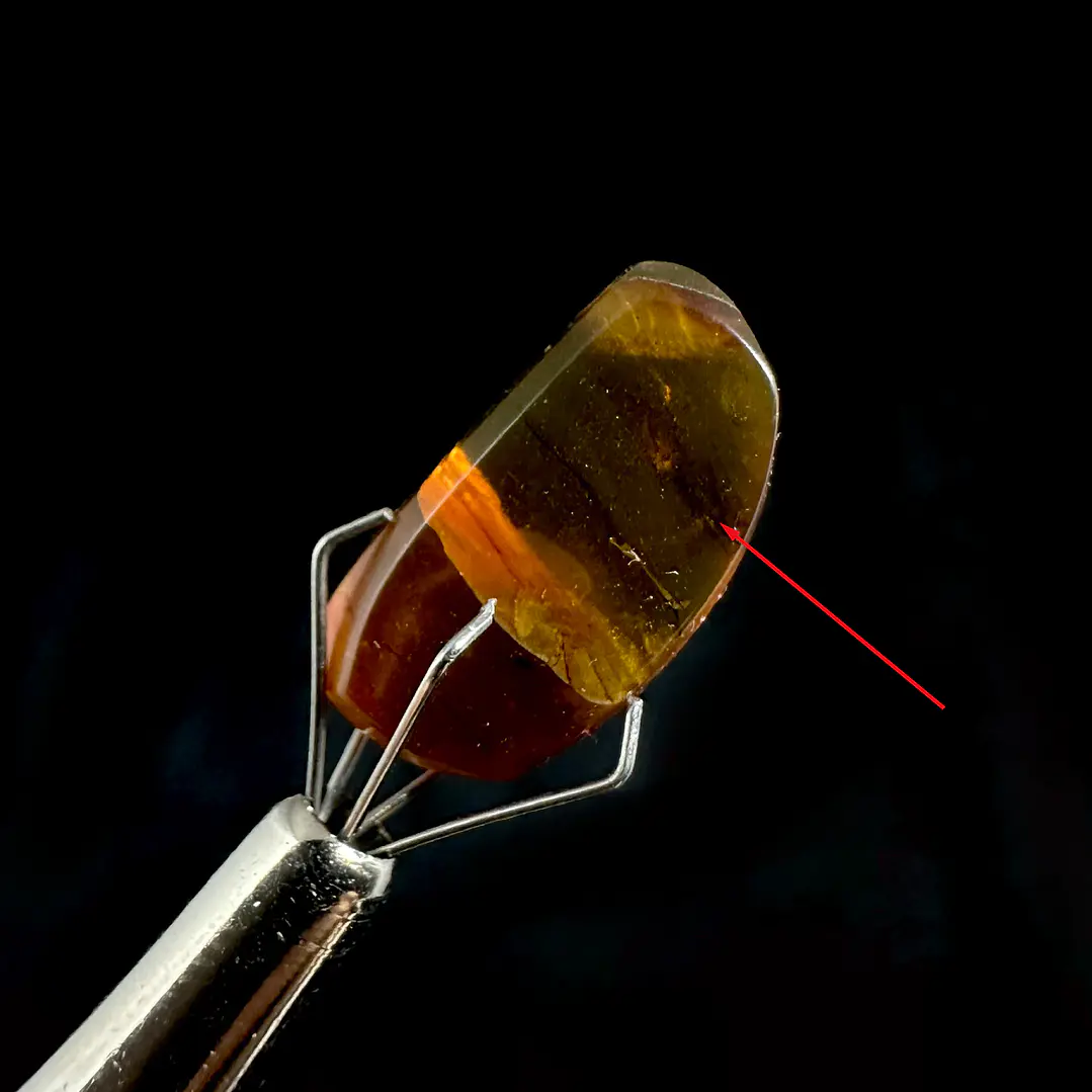 Ámbar con insecto #36 1