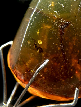 Ámbar con insecto #37