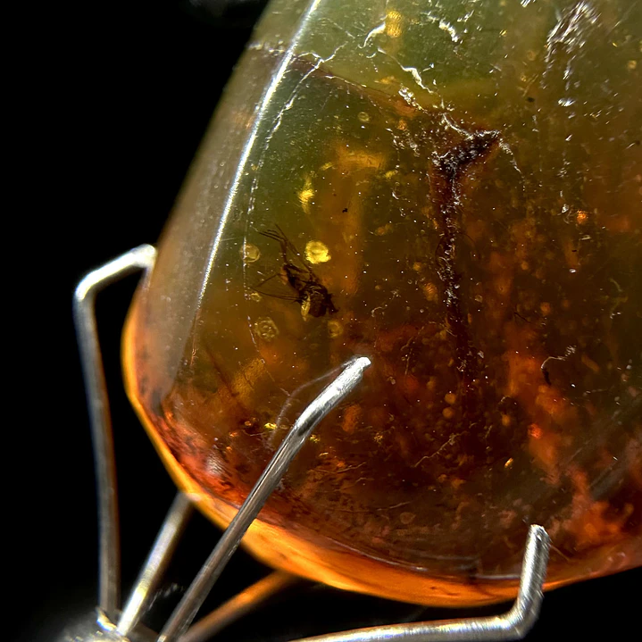Ámbar con insecto #37 2