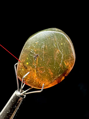 Ámbar con insecto #37