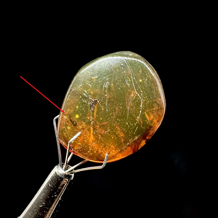 Ámbar con insecto #37 1