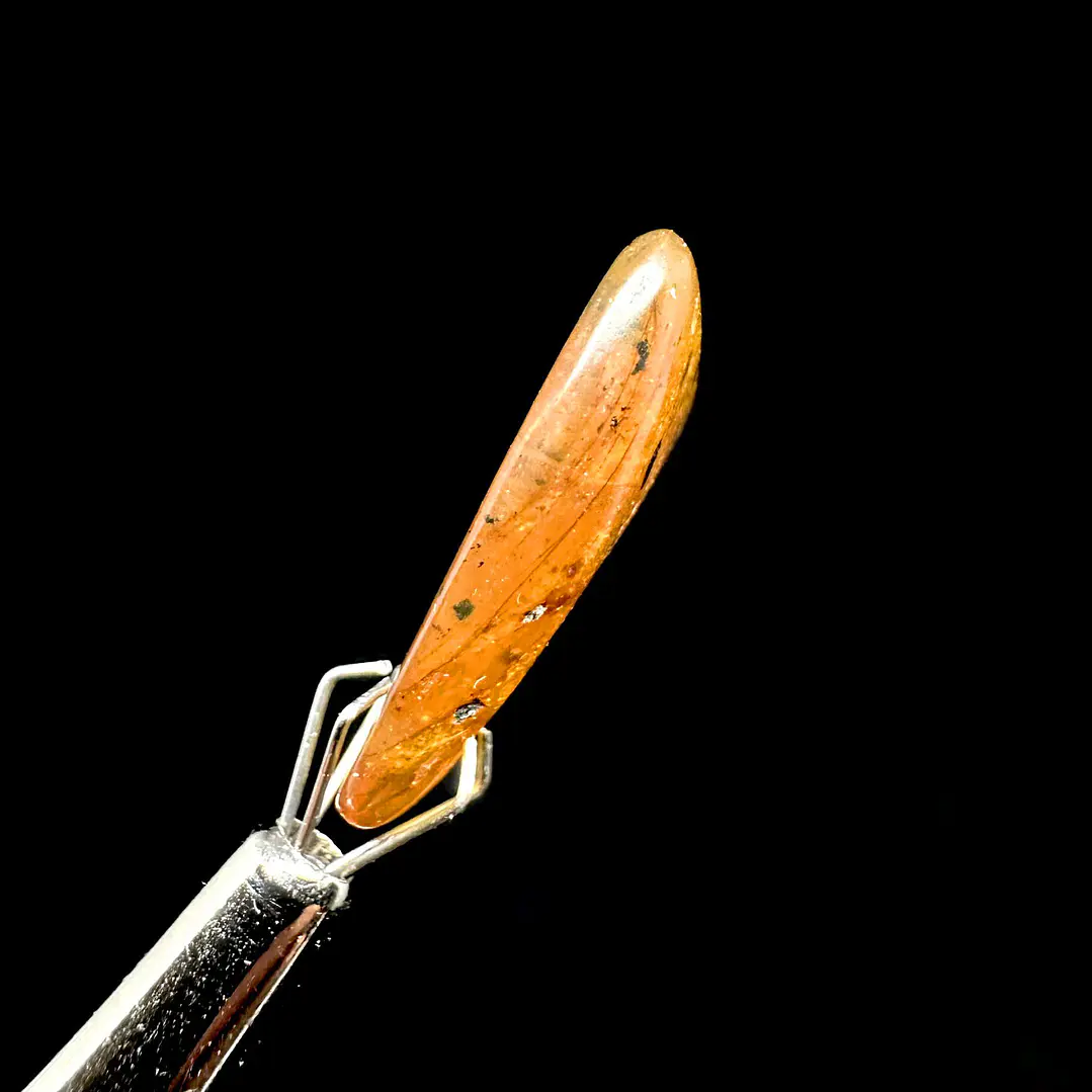 Ámbar con insecto #38 8