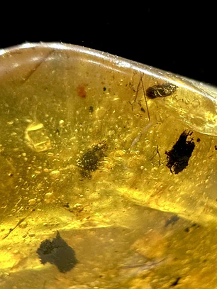 Ámbar con insecto #38