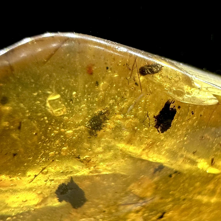 Ámbar con insecto #38 2