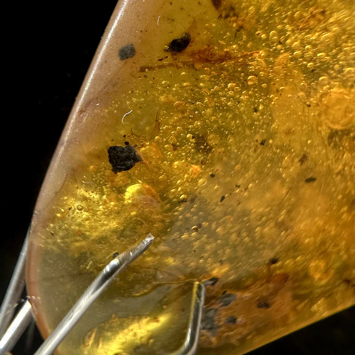 Ámbar con insecto #38 5