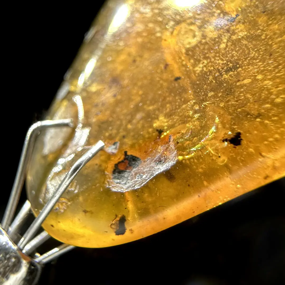 Ámbar con insecto #38 6