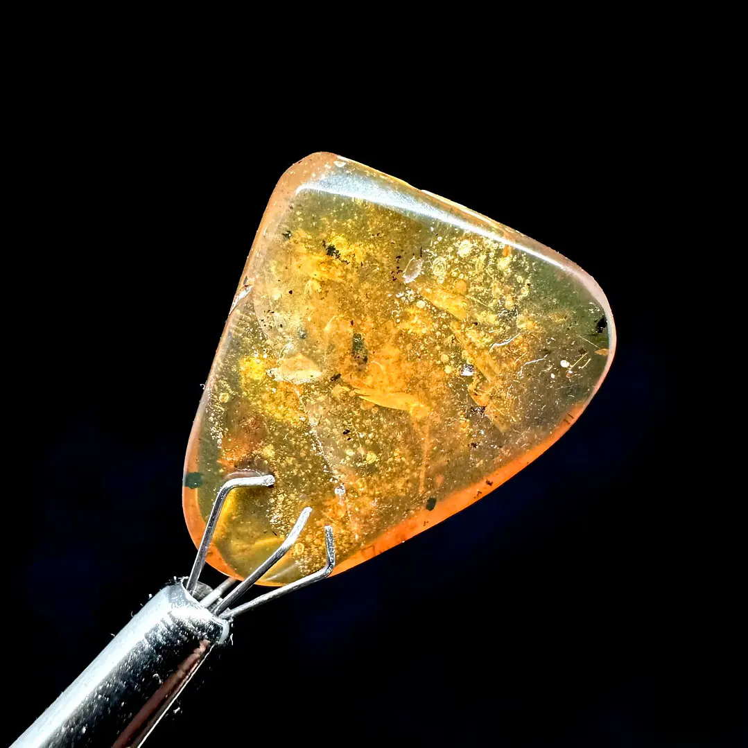 Ámbar con insecto #38 1