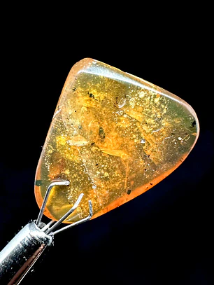 Ámbar con insecto #38