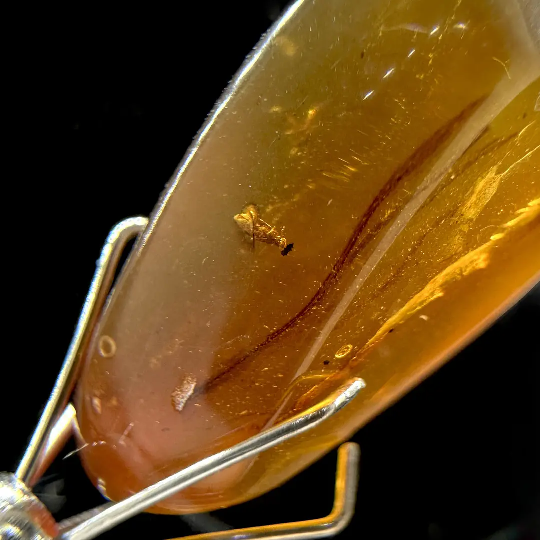 Ámbar con insecto #39 2