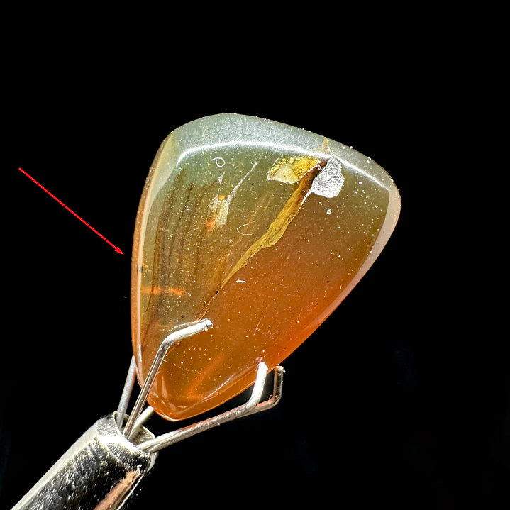 Ámbar con insecto #39 1