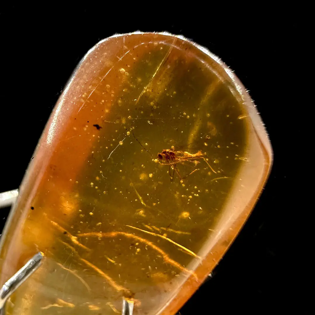 Ámbar con insecto #40 2