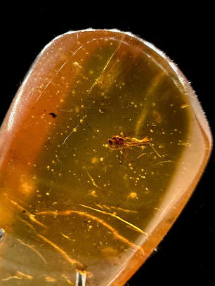 Ámbar con insecto #40