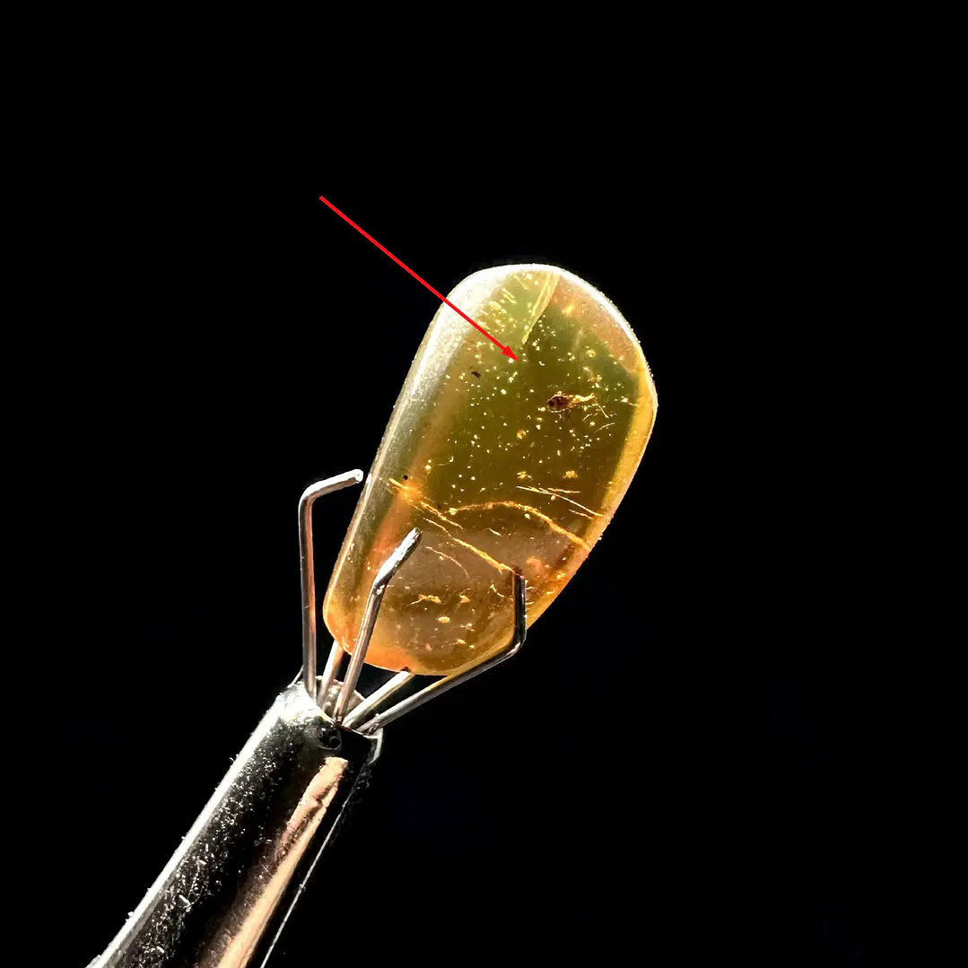 Ámbar con insecto #40 1