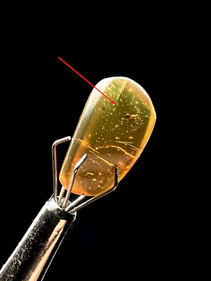 Ámbar con insecto #40