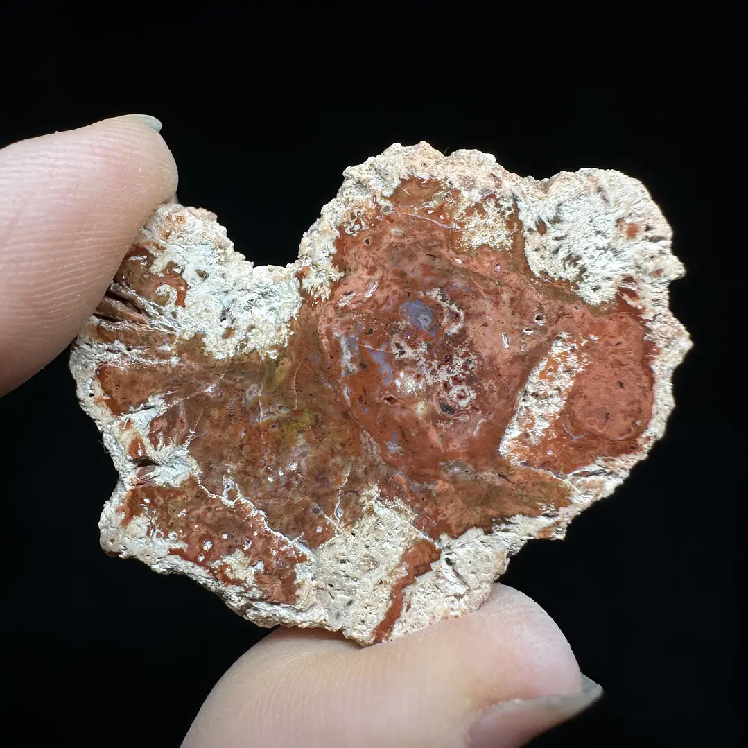 Fósil de Madera #6 5