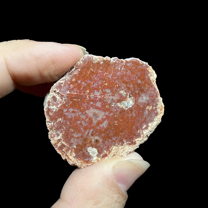 Fósil de Madera #7 1