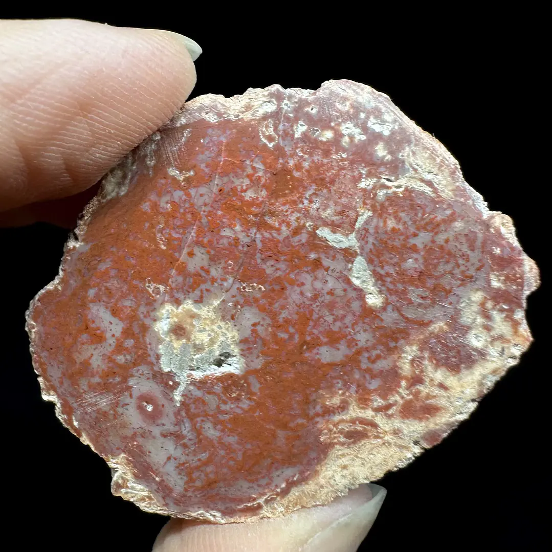 Fósil de Madera #7 6