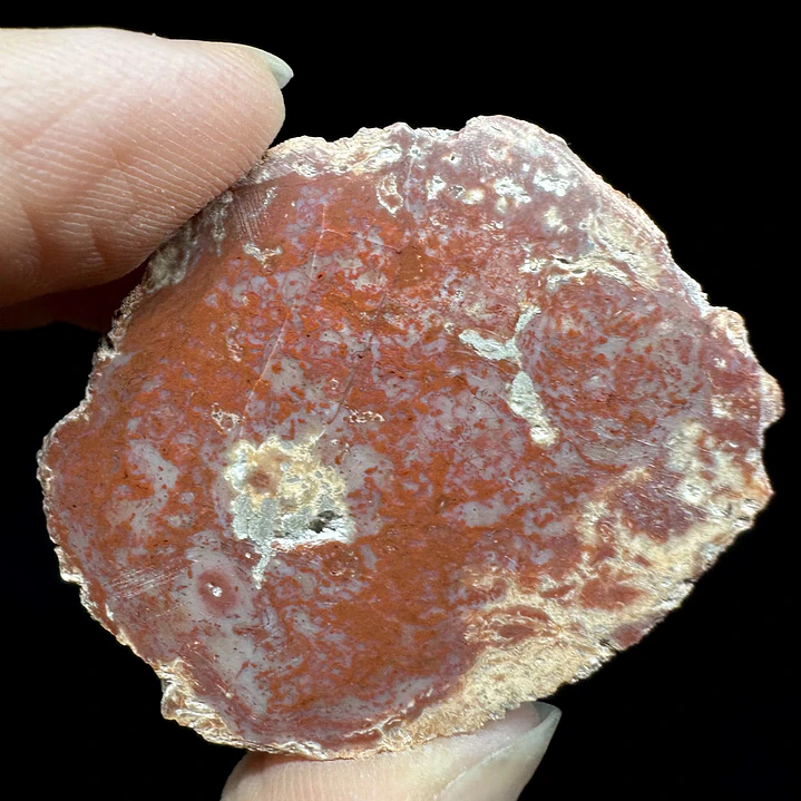 Fósil de Madera #7 6