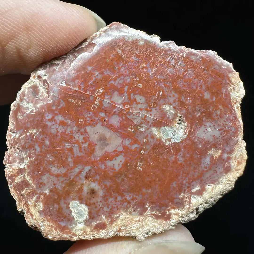 Fósil de Madera #7 5