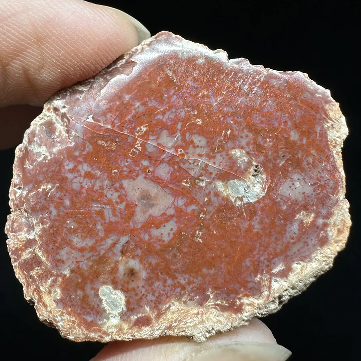 Fósil de Madera #7 5