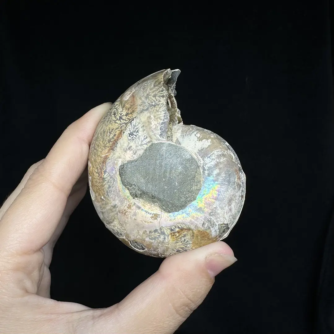 Par Fósiles de Ammonite opalescente #24 3