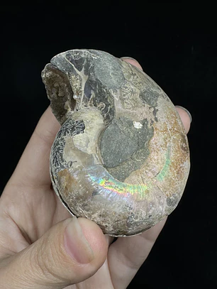 Par Fósiles de Ammonite opalescente #24