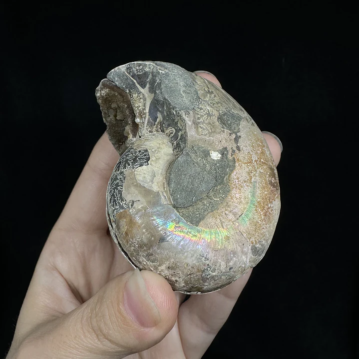 Par Fósiles de Ammonite opalescente #24 2