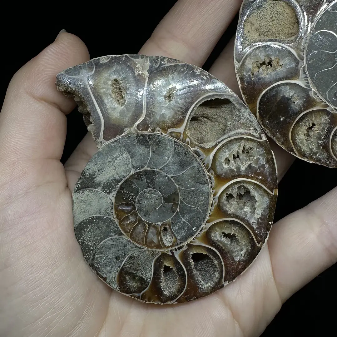 Par Fósiles de Ammonite opalescente #24 4