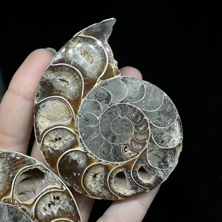 Par Fósiles de Ammonite opalescente #24 5