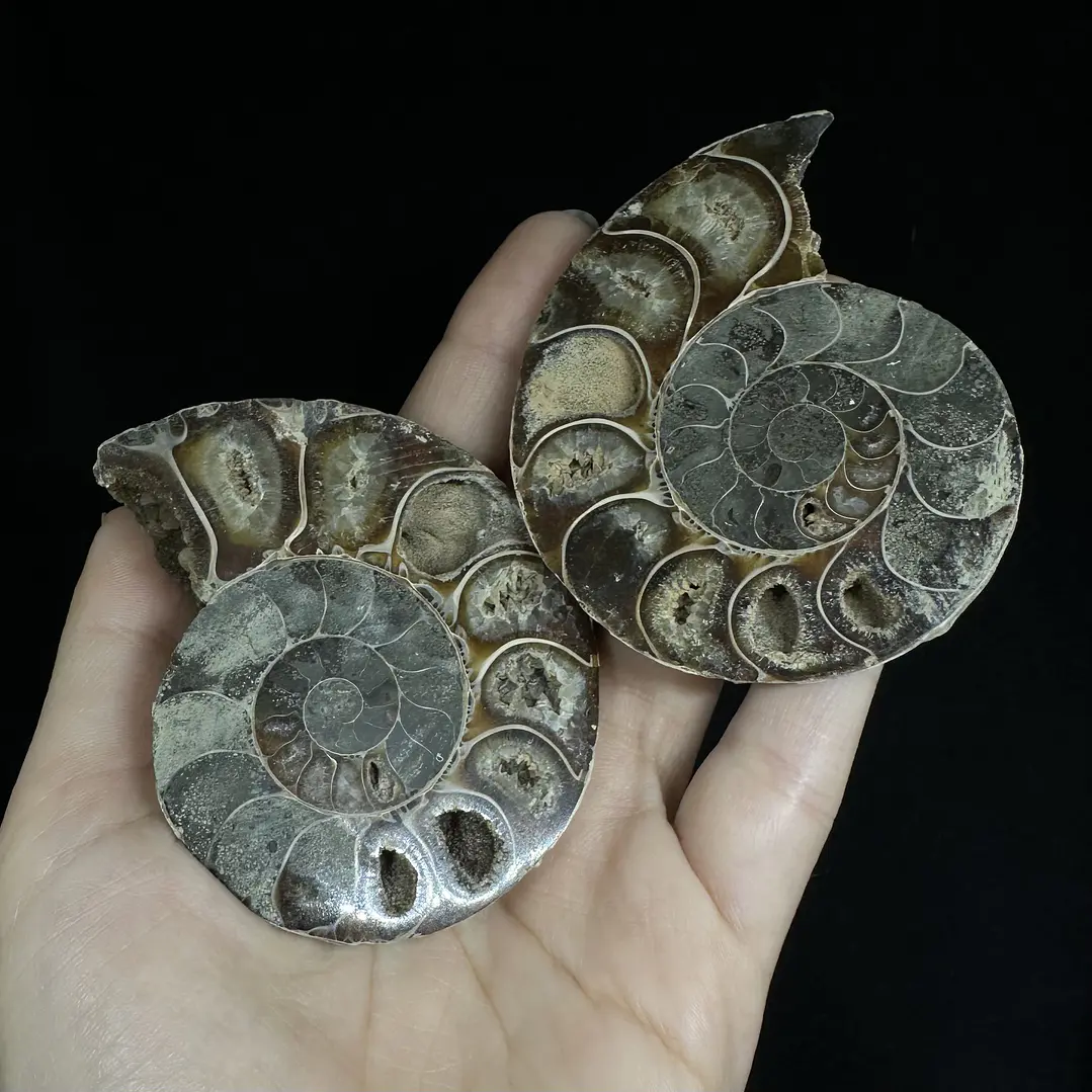 Par Fósiles de Ammonite opalescente #24 1