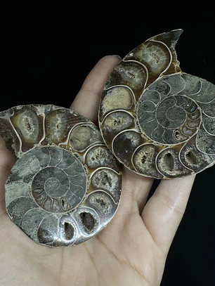 Par Fósiles de Ammonite opalescente #24